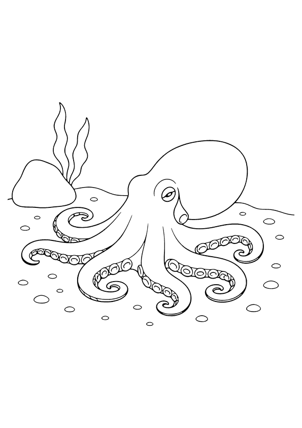 Ein kleiner Oktopus ruht auf dem sandigen Meeresboden.