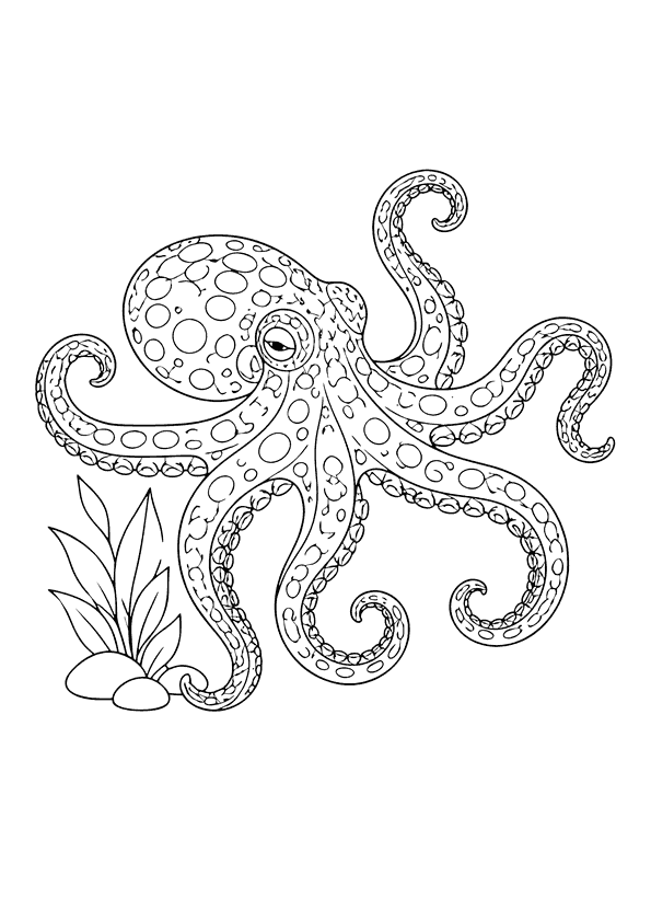 Kleiner Oktopus mit gemusterten, gepunkteten Tentakeln und klarem Körper, umgeben von Steinen und Wasserpflanzen.