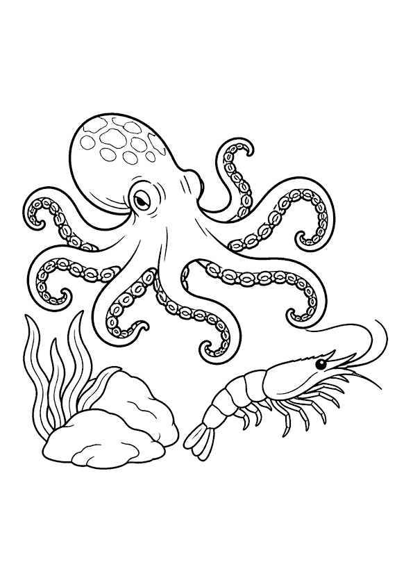 A small octopus with eight tentacles is hunting a shrimp among rocks and seaweed.