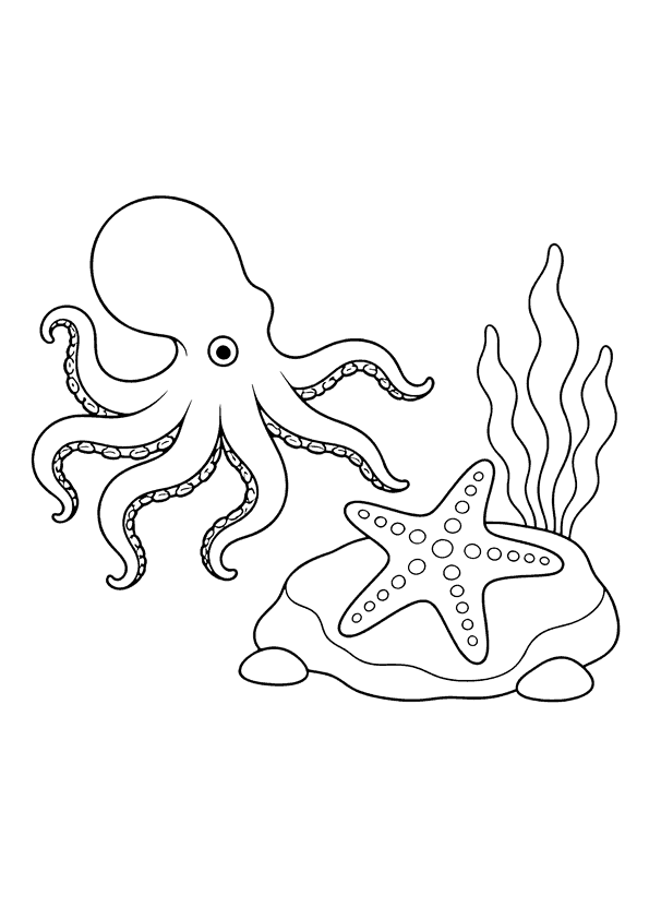 A small octopus reaching toward a starfish on a rock with seaweed nearby.